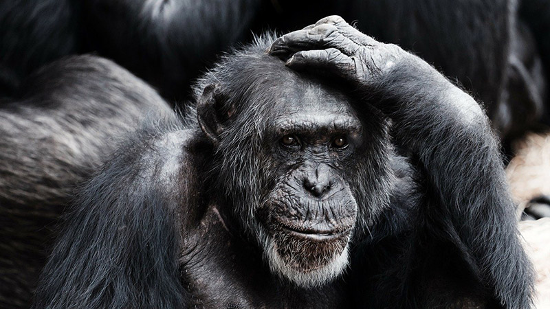 Ape scratching his head