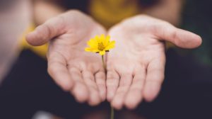 Flower in open hands - What Jesus Says About Forgiveness