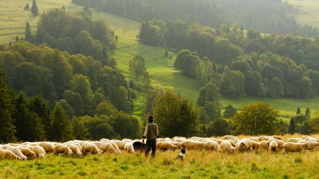 Shepherd and sheep - Will God Protect from Harm?